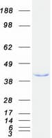 Human EIF3H / EIF3S3 Protein (Recombinant Myc-DDK (Flag))