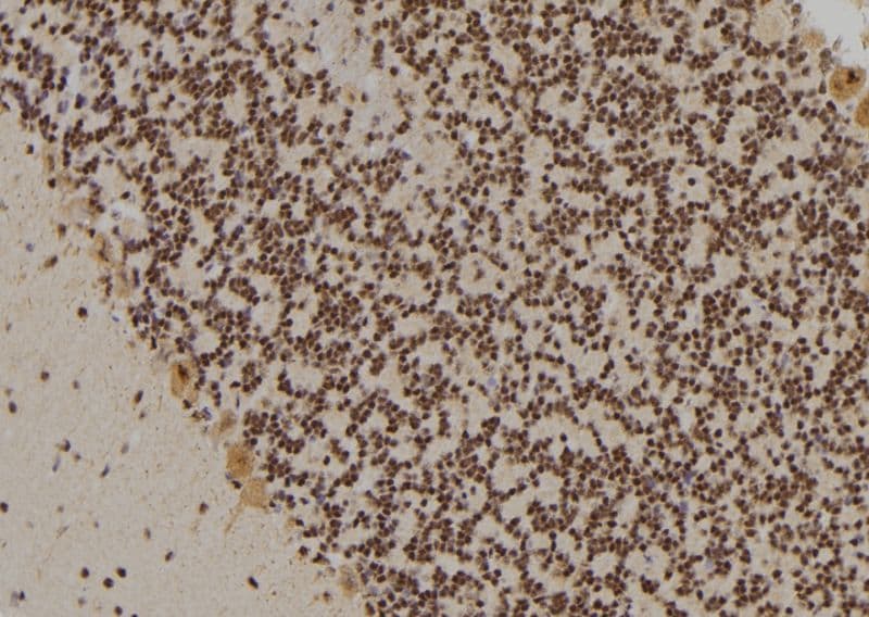 GATA3 Antibody