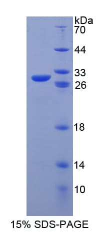 Mouse POU5F1 / OCT4 Protein (Recombinant His-T7)
