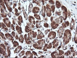 PARVA Antibody (clone OTI1H2, Carrier-free)