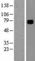 COL9A3 / Collagen IX Protein (Over-Expression Lysate Myc-DDK (Flag))