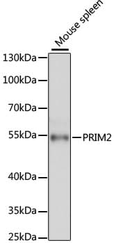 PRIM2 / DNA Primase Antibody