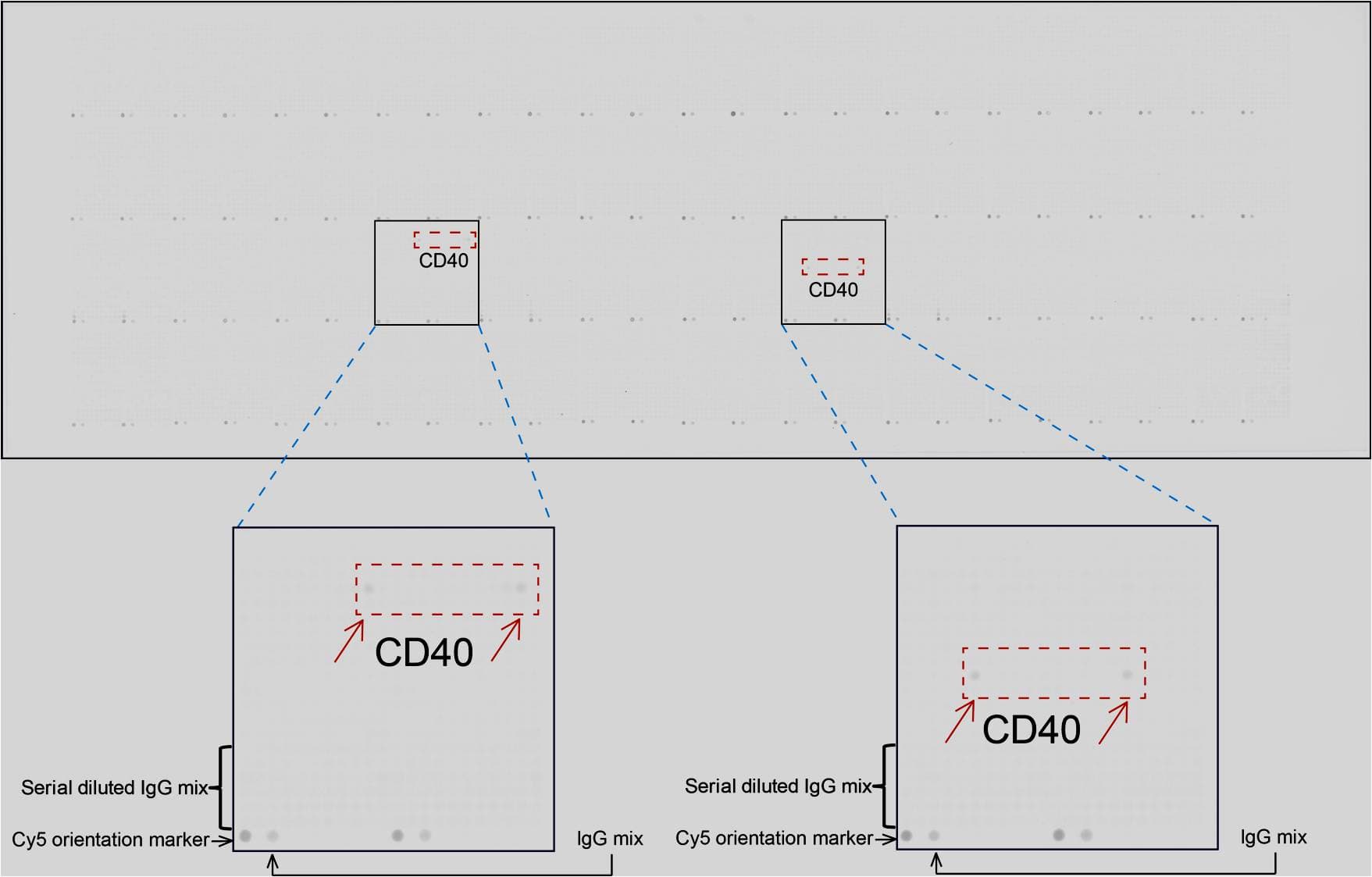 CD40 Antibody (aa21-166, clone UMAB255)