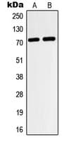 HIF3A / HIF3-Alpha Antibody (Internal)