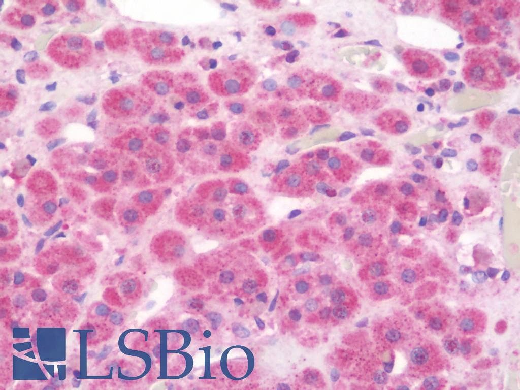 IHC-plus™ GAL / Galanin Antibody (aa48-79)