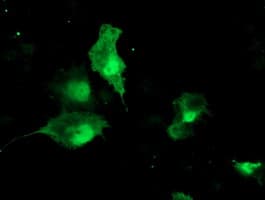 TBCC Antibody (clone OTI4C4)