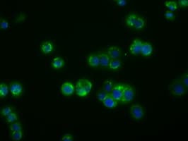 Monoclonal Mouse anti-Human PDE4A / PDE4 Antibody (clone OTI2G2, IHC, IF, WB)