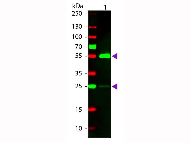 Rabbit Anti-Human IgG Secondary Antibody (TRITC)