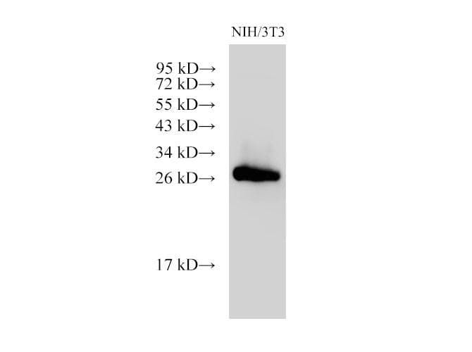 LGALS3 / Galectin 3 Antibody