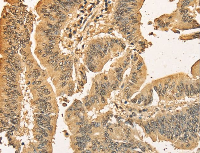 CDCA8 / Borealin Antibody