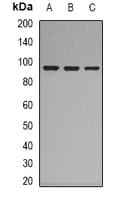 Complement C7 Antibody (N-Terminus)