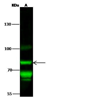 TNFAIP3 / A20 Antibody (Preservative Free)