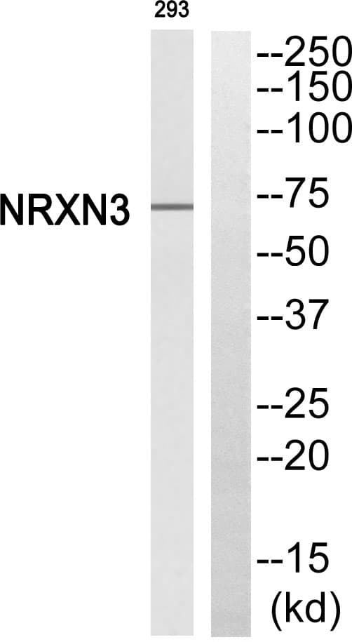 NRXN3 Antibody