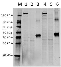 Monoclonal Mouse anti-Streptococcus pyogenes Streptococcus pyogenes CRISPR-associated endonuclease Cas9/Csn1 Antibody (clone 14B6, IF, WB)