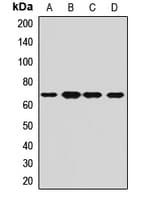 CPSF6 Antibody