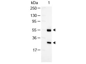 Rabbit Anti-Goat IgG Secondary Antibody (AP)