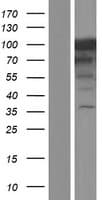 MCC Protein (Over-Expression Lysate Myc-DDK (Flag))