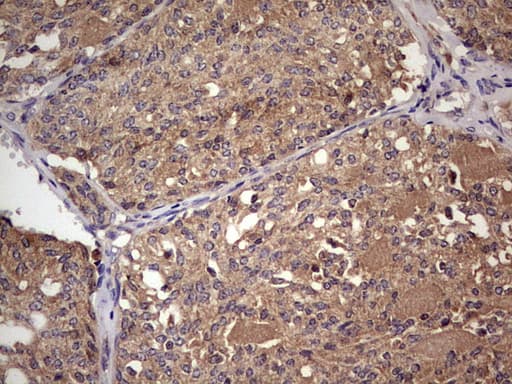 UFD1L Antibody (clone OTI8G6)