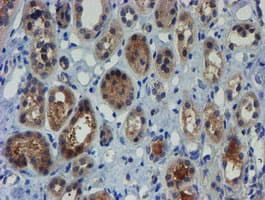 ZNF365 Antibody (clone OTI1B7)