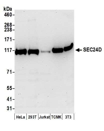 SEC24D Antibody (aa1-50)