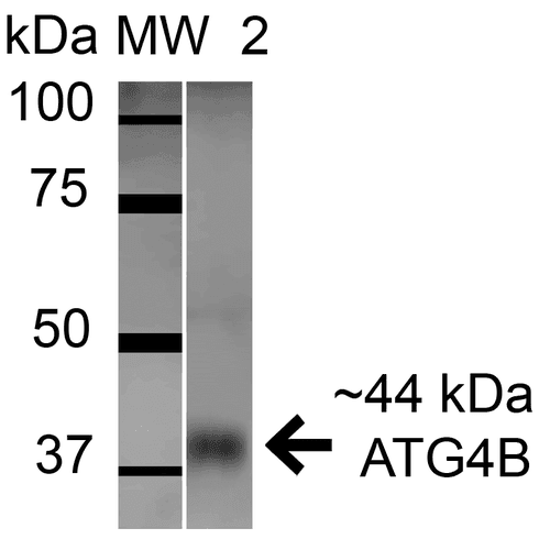 APG4B / ATG4B Antibody