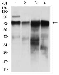 Monoclonal Mouse anti-Human RAF1 / RAF Antibody (clone 4G4, IHC, WB)