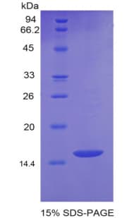 Mouse GDF6 / BMP13 Protein (Recombinant His)