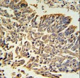 Polyclonal Rabbit anti-Human HSPB1 / HSP27 Antibody (aa108-136, IHC, WB)