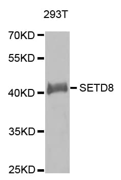 SETD8 / SET8 Antibody