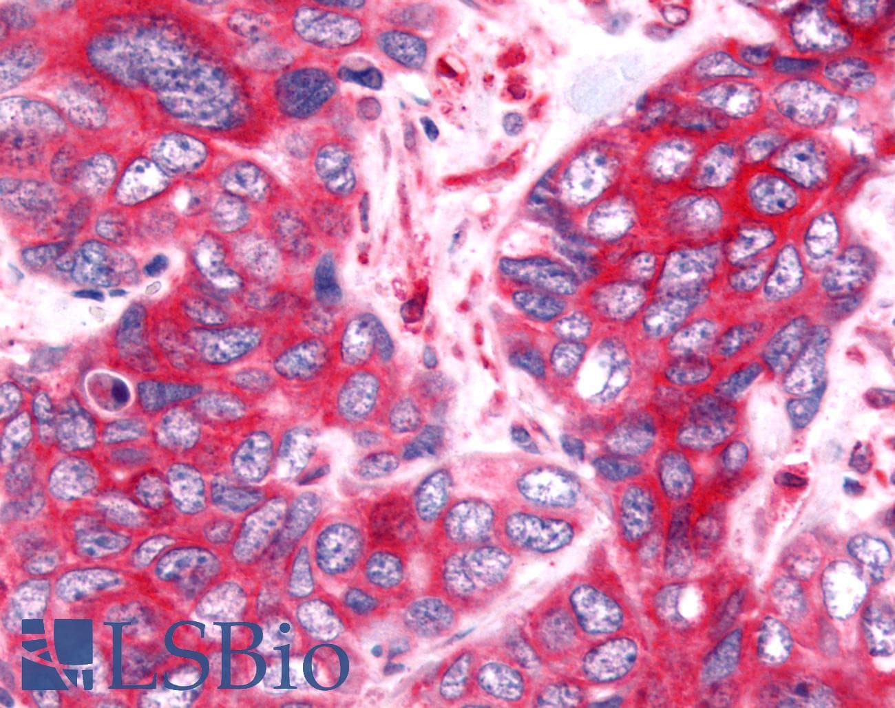 PathPlus™ Nor-1 / NR4A3 Antibody (Modulating Domain)