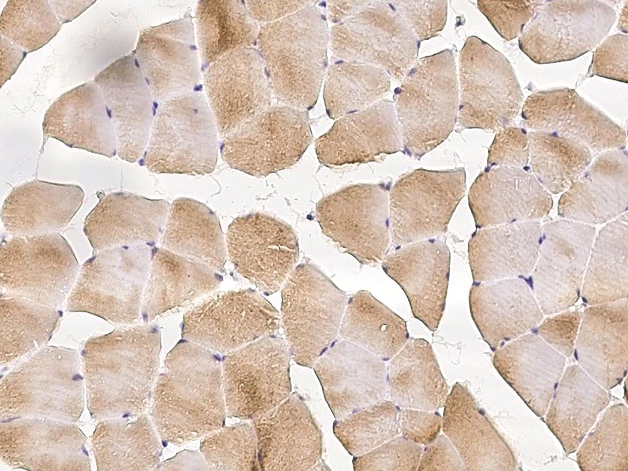 PROB1 Antibody