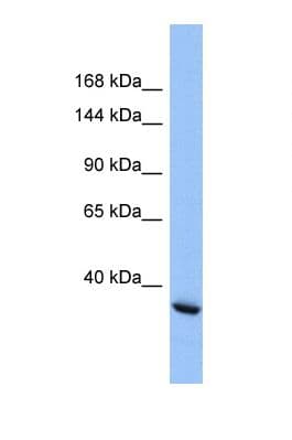 INTS4 Antibody (aa233-282)