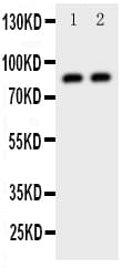 DAXX Antibody (aa325-341)