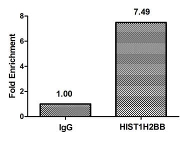 HIST1H2BB Antibody