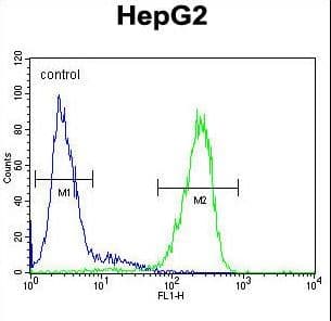 TMEM153 / LMF2 Antibody (aa535-564)