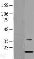 HSPB11 Protein (Over-Expression Lysate Myc-DDK (Flag))