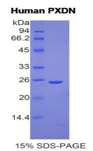Human PXDN / MG50 Protein (Recombinant His)