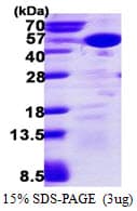 Human MAPK13 / p38delta Protein (Recombinant His)