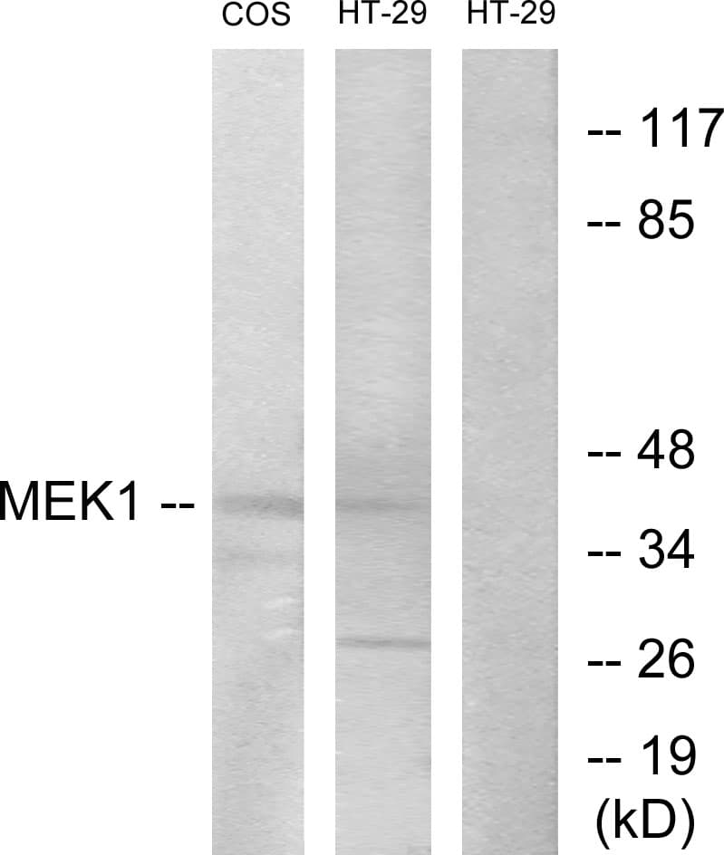 IHC-plus™ MEK1 + MEK2 Antibody (aa189-238)