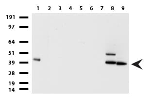 EPCAM Antibody (clone UMAB131, Carrier-free)