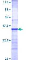 Human NBN / Nibrin Protein (Recombinant GST, N-terminus)
