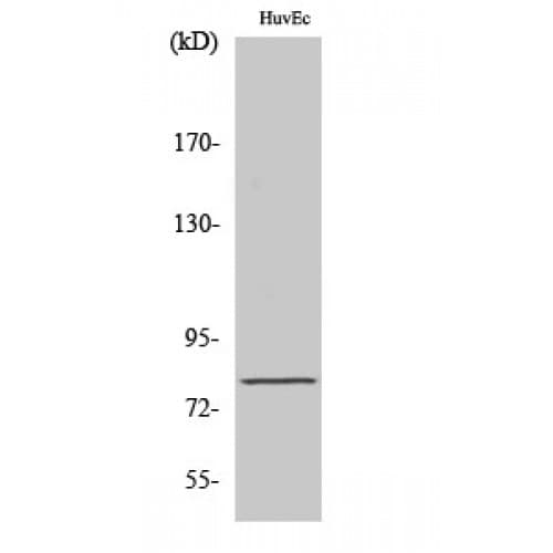 Polyclonal Rabbit anti-Human MAPT / Tau Antibody (500-580 aa, WB)