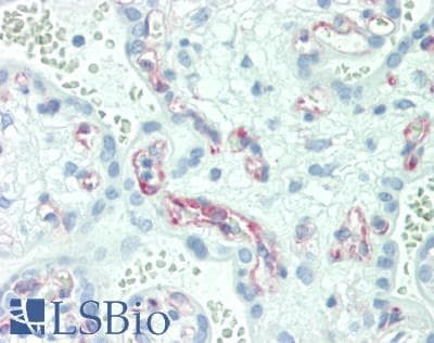 IHC-plus™ PTGER2 / EP2 Antibody (C-Terminus)