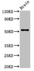 ASZ1 / Orf3 Antibody