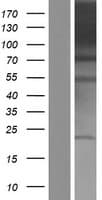 PACS1 Protein (Over-Expression Lysate Myc-DDK (Flag))