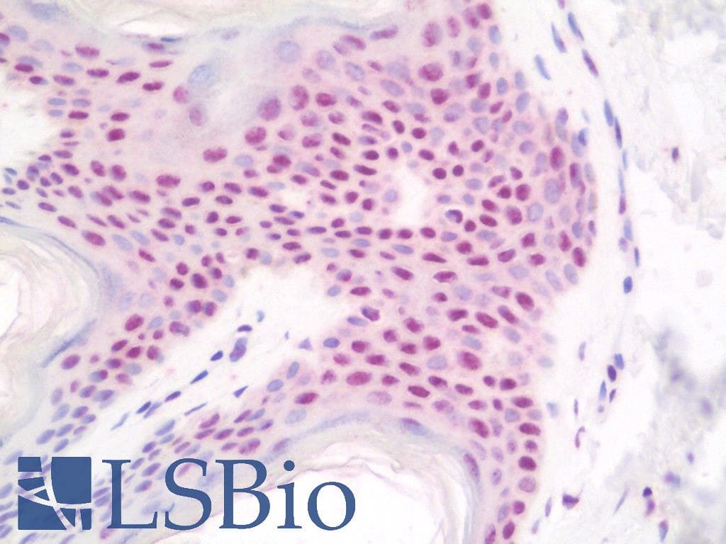 IHC-plus™ Polyclonal Rabbit anti-Human AHR Antibody (aa32-81, IHC, WB)