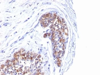 EMA / MUC1 Antibody (clone MUC1/955)