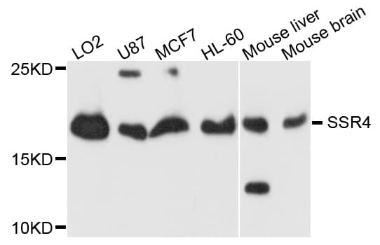 SSR4 Antibody