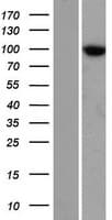 TTC7A Protein (Over-Expression Lysate Myc-DDK (Flag))