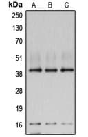 Polyclonal Rabbit anti-Human POLR1C / RPA39 Antibody (Internal, WB)